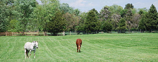 SonBob Farm turnout field